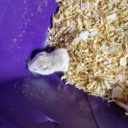 Image 2 of Baby roboski hamster for sale