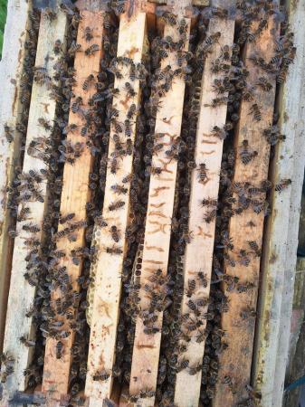 Image 2 of 6 Frame Nuc of Honeybees For Sale