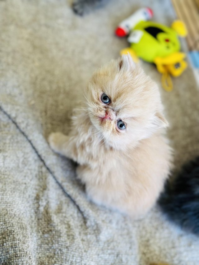 Preview of the first image of GCCF registered Persian kittens.