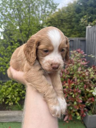 Image 1 of Working Cocker Spaniel Puppies