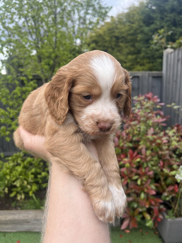 Preview of the first image of Working Cocker Spaniel Puppies.