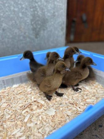 Image 2 of DAY OLD DUCKLINGS. SEXED. CHERRY VALLEY & KHAKI CAMPBELL