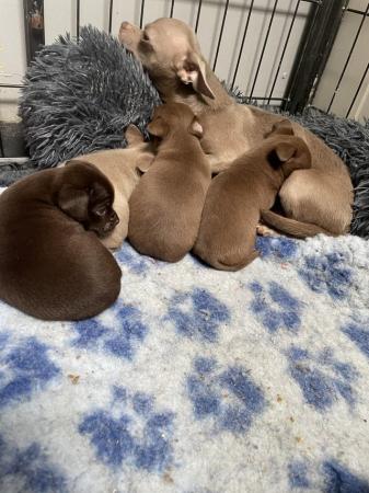 Image 8 of short coat purebred Chihuahua puppies