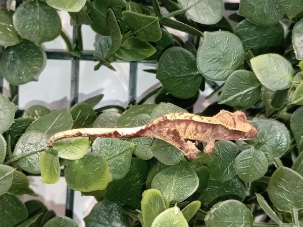 Image 7 of crested geckos. Stunners. Extreme Harley's, super dal etc