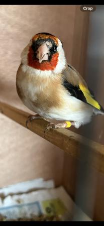 Image 4 of Siberian Goldfinch cock bird