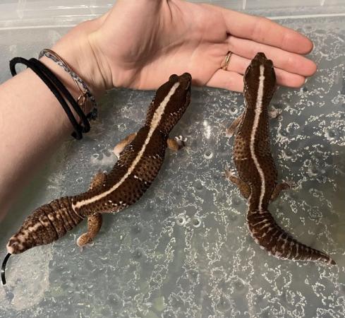 Image 2 of Unsexed Baby African Fat Tail Gecko for Sale