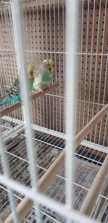 Image 5 of Bonded budgies pair for sale