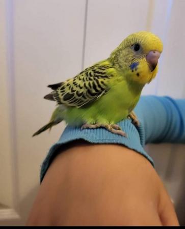 Image 3 of Hand Reared Tamed Baby Budgie