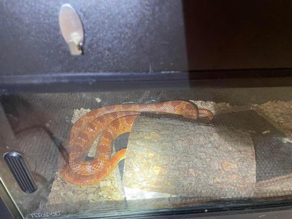 Image 2 of 3 corn snakes want forever home
