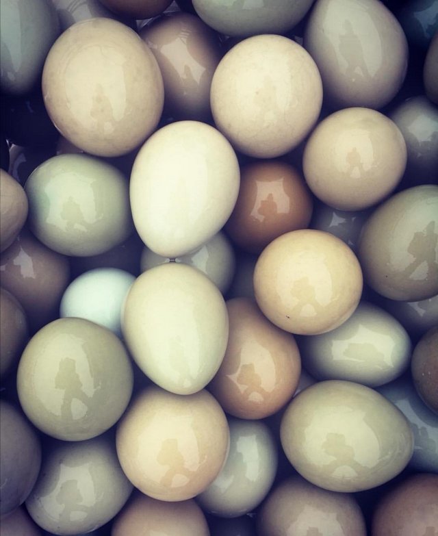 Preview of the first image of JAPANESE GREEN X PHEASANT EGGS 6, 12 or 24 FERTILISED EGGS L.