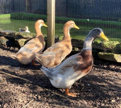 Image 1 of Ducks, Chickens and Other Poultry Available