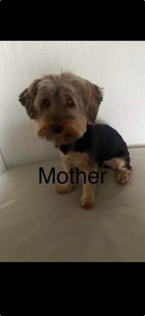 Image 4 of 12 weeks old Yorkshire terrier puppies