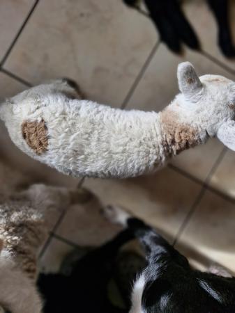 Image 1 of Pet spare lambs Blue Texel, Dutch Spotted, Shetland cross