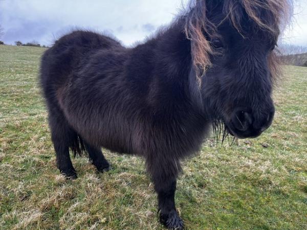 Image 1 of Tiny black American miniature horse broodmare for sale