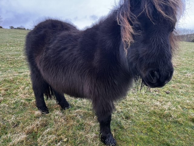 Preview of the first image of Tiny black American miniature horse broodmare for sale.