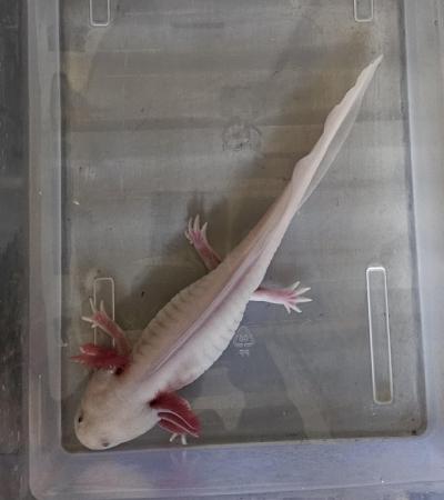Image 2 of Male Leucistic Axolotl..