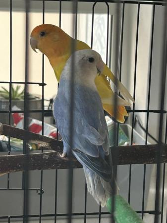 Image 3 of Pair of Lovebirds for Sale
