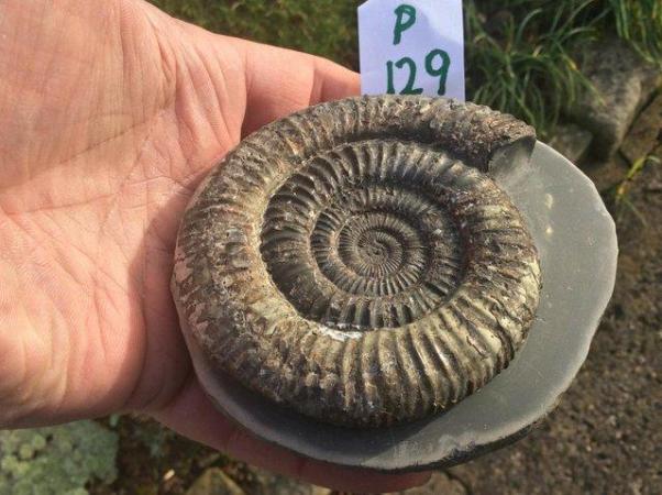 Image 3 of Yorkshire stone fossil ammonites for sale fully prepared