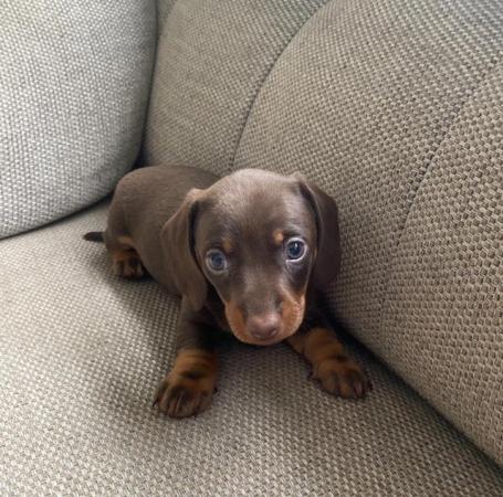 Image 9 of dachshund miniature puppies READY TO LEAVE THIS WEEK