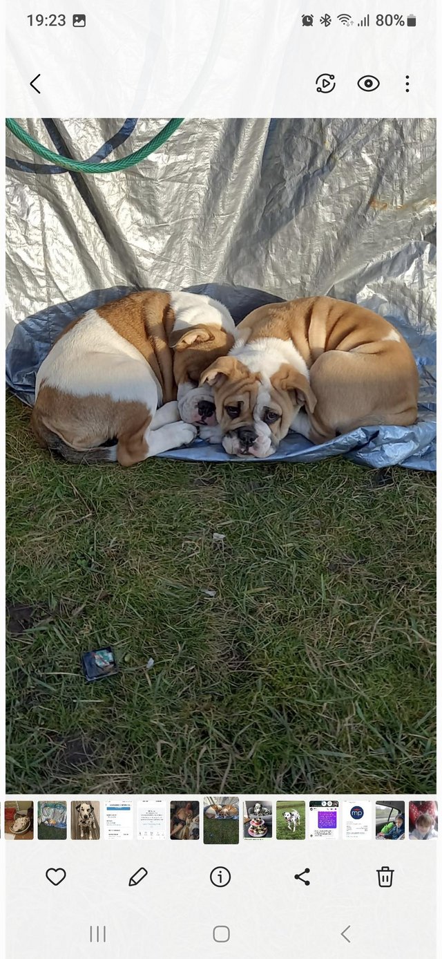 Preview of the first image of 2 x English bulldogs looking for new home.