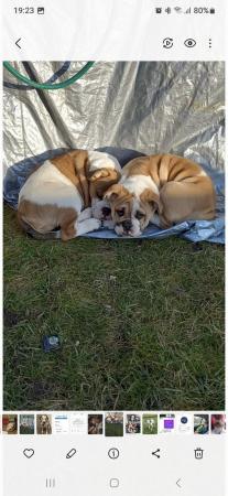 Image 1 of 2 x English bulldogs looking for new home