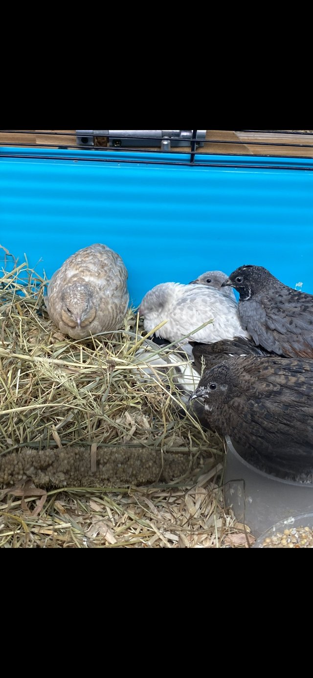 Preview of the first image of Chinese painted quail (button quail).