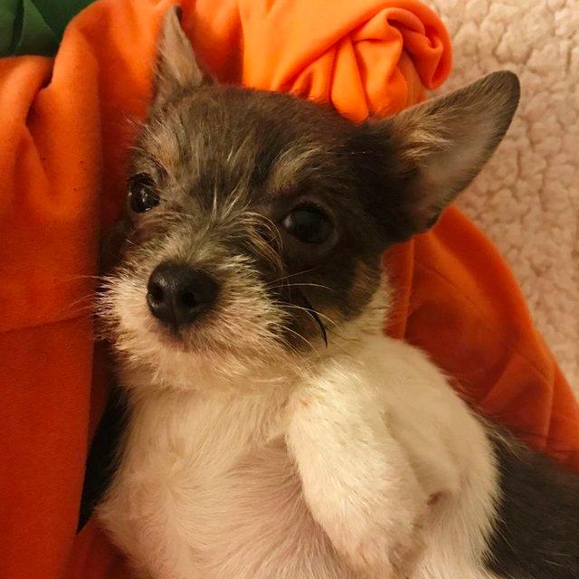 Preview of the first image of SAMSON: Handsome & Strong Miniature White & Grey Chorkie Boy.