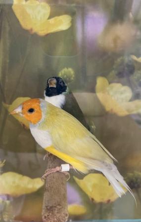 Image 1 of Beautiful unrelated pair of gouldian finches for breeding
