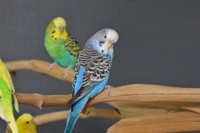 Image 2 of Baby budgies for sale,19