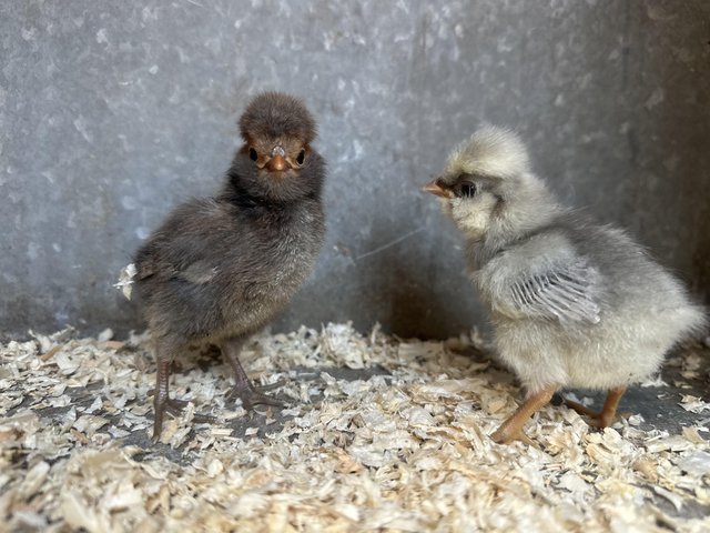 Preview of the first image of BABY CHICKENS - CHICKS - POLISH - FRIZZLE - SILKIE.