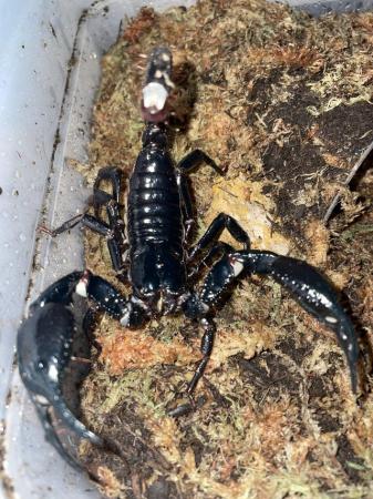 Image 2 of CB Giant Asian Forest Scorpion (H. spinifer)  - Adults