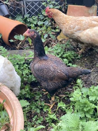 Image 1 of Various rare breed hens from £4