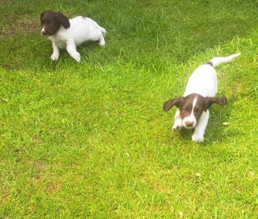 Image 3 of sprocker for sale from loving home