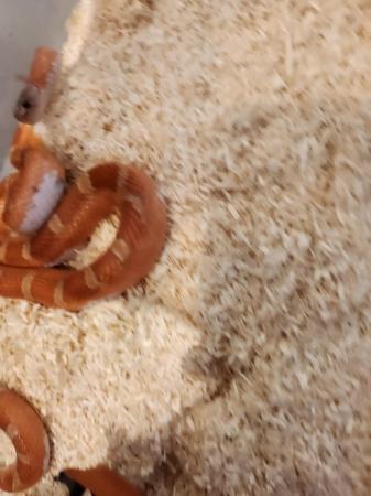 Image 4 of Corn snakes for sale £60