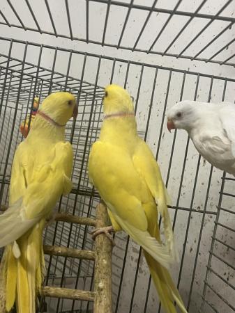 Image 1 of Lutino yellow male close rang Ring neck parrot