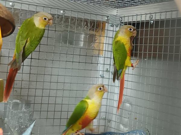 Image 10 of Beautiful healthy conures with dna
