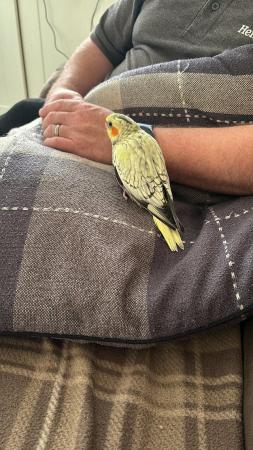 Image 10 of Hand reared cockatiels looking for new homes READY NOW