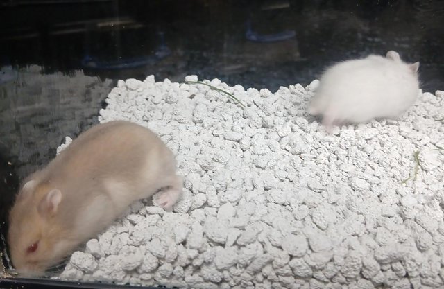 Image 17 of Baby Campbells Dwarf Hamsters , Different colours