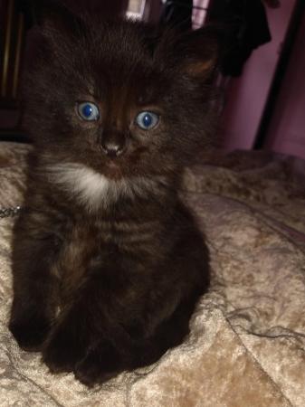 Image 1 of URGENT 2 beautifuI Black Fluffy kittens Ready To Collect