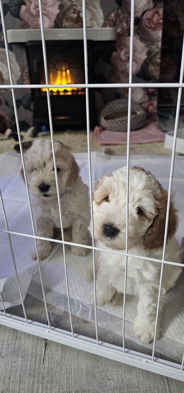Preview of the first image of 6 x cockapoo pups ready 3/6/24.