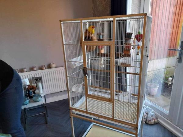 Image 4 of 1 year old parakeet for sale with cage