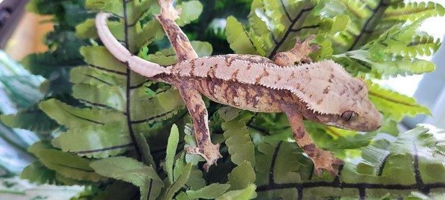 Image 3 of Gorgeous Tri Colour Crested Gecko ready for forever home