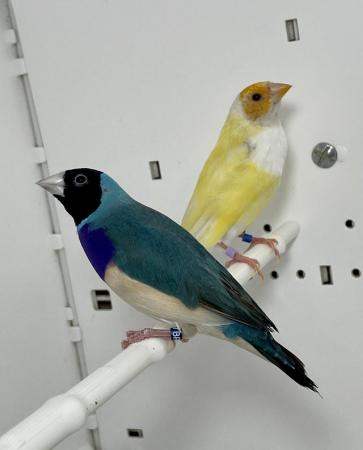 Image 6 of Beautiful pair of Gouldian finches for sale