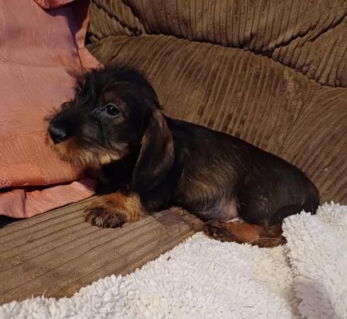 Image 3 of standard wirehaired dachshund DOG puppies