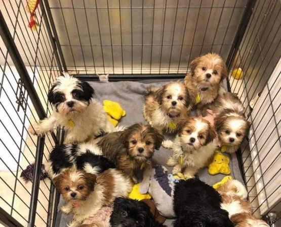 Image 2 of Lhasa Apso puppies looking for loving forever homes