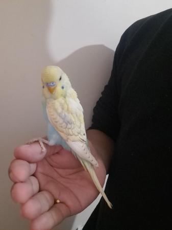 Image 4 of Young hand tamed baby budgies for sale