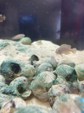 Image 4 of Neolamprologus multifasciatus Shell dwellers cichlids £2