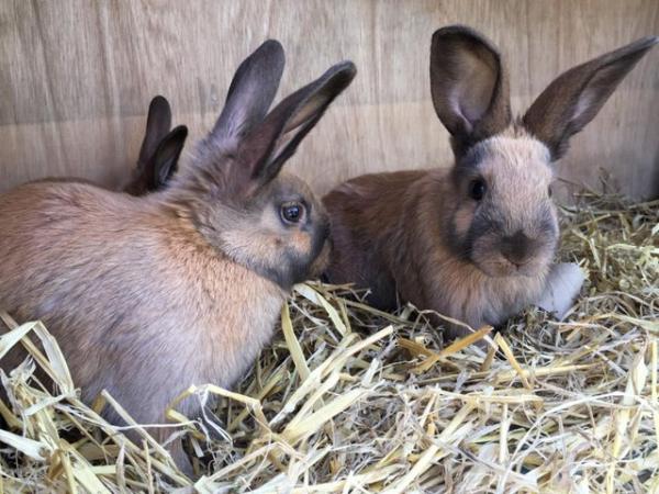 Image 3 of Thuringer Rabbits - Born Feb 28th