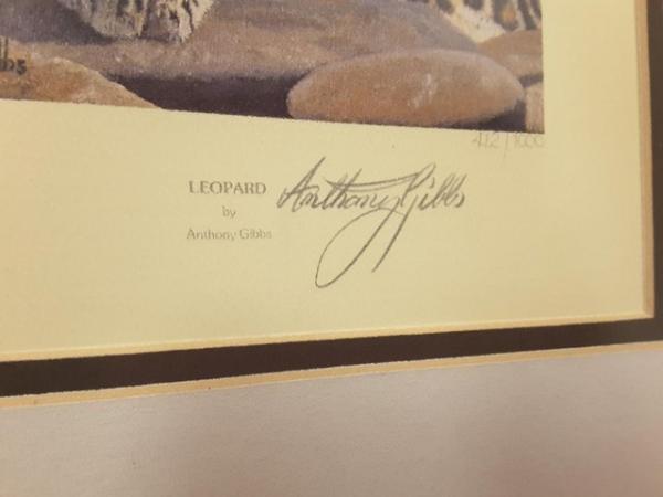 Image 2 of ANTHONY GIBBS LEOPARD AND TIGER LIMITED EDITION SIGNED PRINT