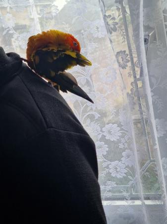 Image 2 of Beautiful sun conure tamed parrot